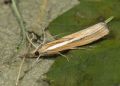 Agriphila tristella